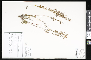  (Lechea - CCDB-24799-A05)  @11 [ ] CreativeCommons - Attribution (2015) Department of Agriculture Agriculture and Agri-Food Canada National Collection of Vascular Plants (DAO