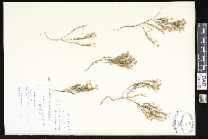  (Hudsonia - CCDB-24799-B05)  @11 [ ] CreativeCommons - Attribution (2015) Department of Agriculture Agriculture and Agri-Food Canada National Collection of Vascular Plants (DAO