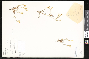  (Plagiobothrys figuratus - CCDB-24799-C06)  @11 [ ] CreativeCommons - Attribution (2015) Department of Agriculture Agriculture and Agri-Food Canada National Collection of Vascular Plants (DAO