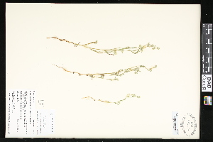  ( - CCDB-24799-C09)  @11 [ ] CreativeCommons - Attribution (2015) Department of Agriculture Agriculture and Agri-Food Canada National Collection of Vascular Plants (DAO