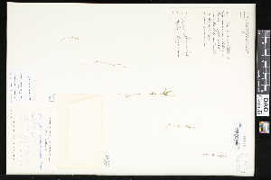  ( - CCDB-24799-F03)  @11 [ ] CreativeCommons - Attribution (2015) Department of Agriculture Agriculture and Agri-Food Canada National Collection of Vascular Plants (DAO