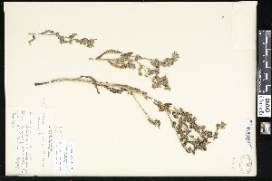  ( - CCDB-24799-F08)  @11 [ ] CreativeCommons - Attribution (2015) Department of Agriculture Agriculture and Agri-Food Canada National Collection of Vascular Plants (DAO