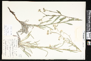  ( - CCDB-24799-F09)  @11 [ ] CreativeCommons - Attribution (2015) Department of Agriculture Agriculture and Agri-Food Canada National Collection of Vascular Plants (DAO