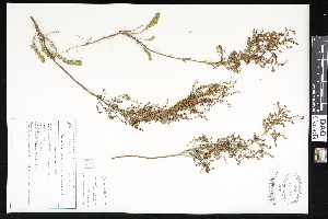  ( - CCDB-24799-G06)  @11 [ ] CreativeCommons - Attribution (2015) Department of Agriculture Agriculture and Agri-Food Canada National Collection of Vascular Plants (DAO
