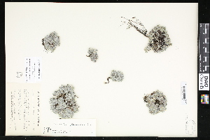  ( - CCDB-24799-H09)  @11 [ ] CreativeCommons - Attribution (2015) Department of Agriculture Agriculture and Agri-Food Canada National Collection of Vascular Plants (DAO