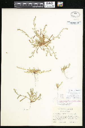  (Plagiobothrys leptocladus - CCDB-24820-B02)  @11 [ ] CreativeCommons - Attribution (2015) Department of Agriculture Agriculture and Agri-Food Canada National Collection of Vascular Plants (DAO