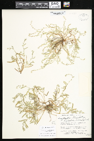  (Plagiobothrys leptocladus - CCDB-24820-C02)  @11 [ ] CreativeCommons - Attribution (2015) Department of Agriculture Agriculture and Agri-Food Canada National Collection of Vascular Plants (DAO