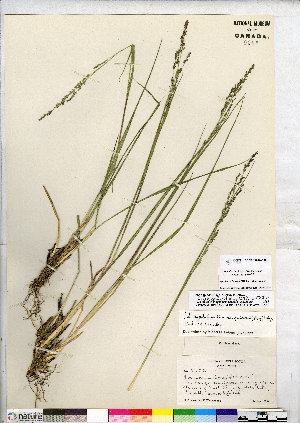  (Coleataenia rigidula - CCDB-24820-C10)  @11 [ ] CreativeCommons - Attribution (2015) Canadian Museum of Nature Canadian Museum of Nature