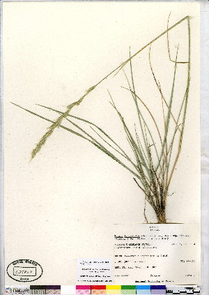  (Elymus lanceolatus - CCDB-24820-D09)  @11 [ ] CreativeCommons - Attribution (2015) Canadian Museum of Nature Canadian Museum of Nature