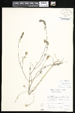  ( - CCDB-24820-E01)  @11 [ ] CreativeCommons - Attribution (2015) Department of Agriculture Agriculture and Agri-Food Canada National Collection of Vascular Plants (DAO