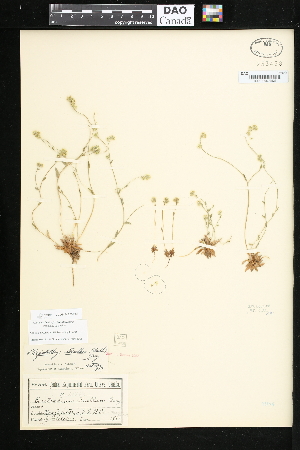  ( - CCDB-24820-F02)  @11 [ ] CreativeCommons - Attribution (2015) Department of Agriculture Agriculture and Agri-Food Canada National Collection of Vascular Plants (DAO