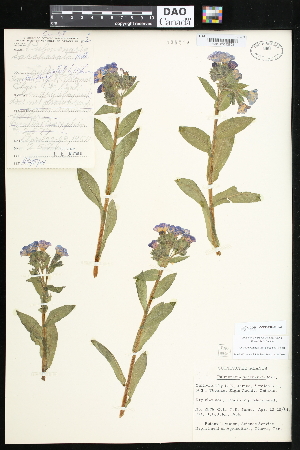  (Pulmonaria saccharata - CCDB-24820-H02)  @11 [ ] CreativeCommons - Attribution (2015) Department of Agriculture Agriculture and Agri-Food Canada National Collection of Vascular Plants (DAO