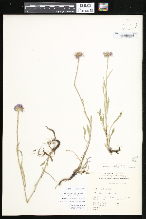  (Erigeron yukonensis - CCDB-24820-H05)  @11 [ ] CreativeCommons - Attribution (2015) Department of Agriculture Agriculture and Agri-Food Canada National Collection of Vascular Plants (DAO