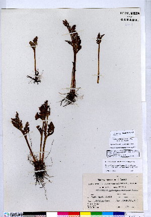  (Botrychium pseudopinnatum - CCDB-24820-H08)  @11 [ ] CreativeCommons - Attribution (2015) Canadian Museum of Nature Canadian Museum of Nature