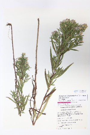  (Symphyotrichum praealtum - CCDB-24924-B02)  @11 [ ] CreativeCommons - Attribution (2015) Michael Oldham Ontario Natural Heritage Information Centre