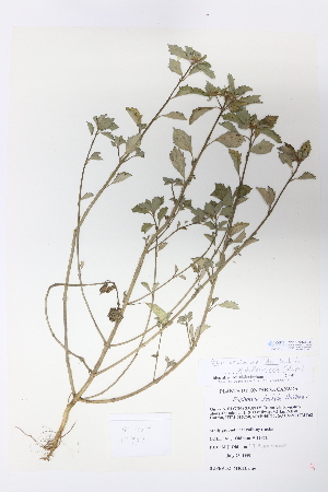  (Euphorbia davidii - CCDB-24924-E01)  @11 [ ] CreativeCommons - Attribution (2015) Michael Oldham Ontario Natural Heritage Information Centre