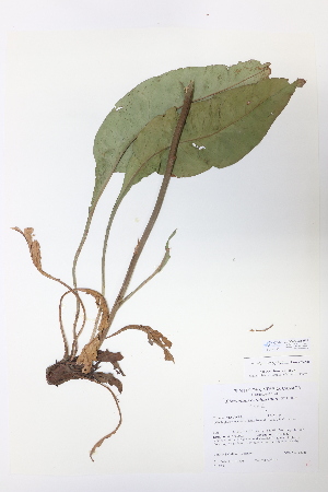  (Limonium platyphyllum - CCDB-24924-H01)  @11 [ ] CreativeCommons - Attribution (2015) Michael Oldham Ontario Natural Heritage Information Centre