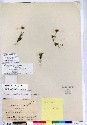  (Erigeron purpuratus - CCDB-28092-A05)  @11 [ ] CreativeCommons - Attribution (2015) Canadian Museum of Nature Canadian Museum of Nature