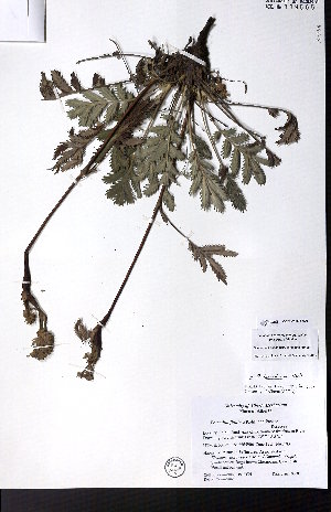  (Potentilla lasiodonta - CCDB-28092-A06)  @11 [ ] CreativeCommons - Attribution (2015) University of Alberta Herbarium University of Alberta Herbarium