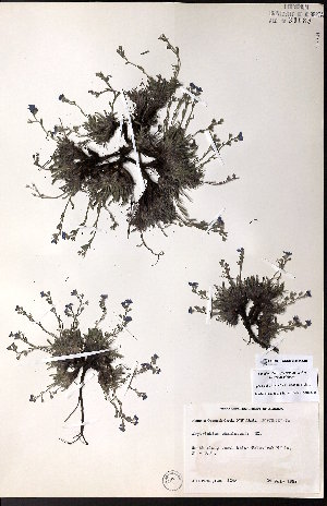  (Eritrichium chamissonis - CCDB-28092-A10)  @11 [ ] CreativeCommons - Attribution (2015) University of Alberta Herbarium University of Alberta Herbarium