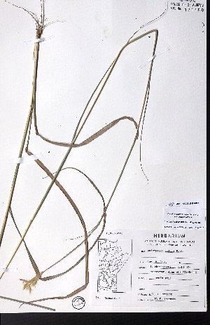  ( - CCDB-28092-B09)  @11 [ ] CreativeCommons - Attribution (2015) University of Alberta Herbarium University of Alberta Herbarium