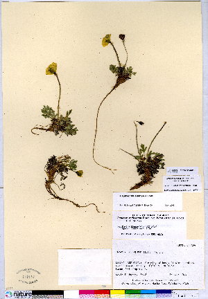  (Papaver kluanense - CCDB-28092-C01)  @11 [ ] CreativeCommons - Attribution (2015) Canadian Museum of Nature Canadian Museum of Nature