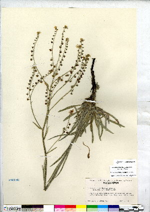  (Hackelia ciliata - CCDB-28092-C04)  @11 [ ] CreativeCommons - Attribution (2015) Canadian Museum of Nature Canadian Museum of Nature