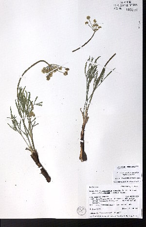  ( - CCDB-28092-C08)  @11 [ ] CreativeCommons - Attribution (2015) University of Alberta Herbarium University of Alberta Herbarium