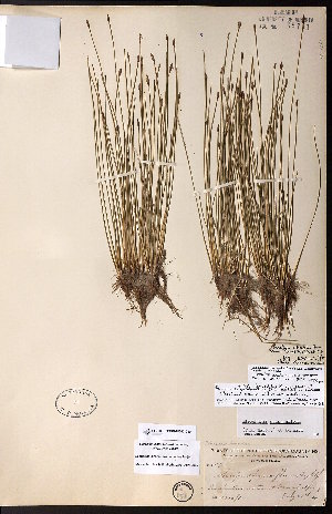  ( - CCDB-28092-C10)  @11 [ ] CreativeCommons - Attribution (2015) University of Alberta Herbarium University of Alberta Herbarium