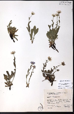  (Erigeron leibergii - CCDB-28092-C12)  @11 [ ] CreativeCommons - Attribution (2015) University of Alberta Herbarium University of Alberta Herbarium