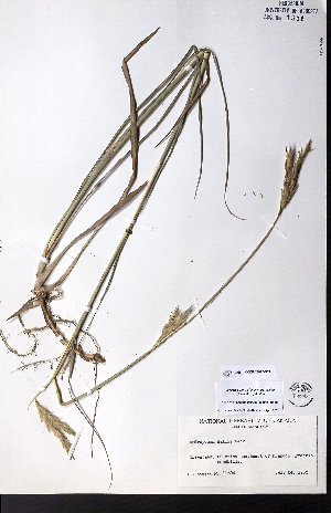  ( - CCDB-28092-D09)  @11 [ ] CreativeCommons - Attribution (2015) University of Alberta Herbarium University of Alberta Herbarium