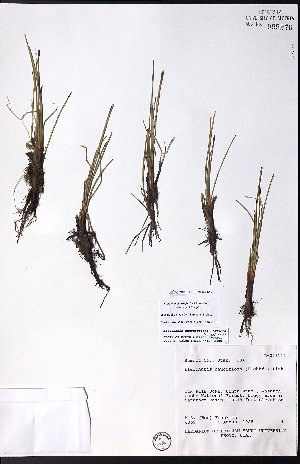  (Eleocharis suksdorfiana - CCDB-28092-D10)  @11 [ ] CreativeCommons - Attribution (2015) University of Alberta Herbarium University of Alberta Herbarium