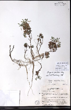  (Erigeron pallens - CCDB-28092-E12)  @11 [ ] CreativeCommons - Attribution (2015) University of Alberta Herbarium University of Alberta Herbarium