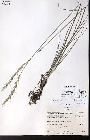  (Elymus albicans - CCDB-28092-F08)  @11 [ ] CreativeCommons - Attribution (2015) University of Alberta Herbarium University of Alberta Herbarium