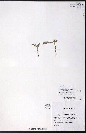  ( - CCDB-28092-F11)  @11 [ ] CreativeCommons - Attribution (2015) University of Alberta Herbarium University of Alberta Herbarium