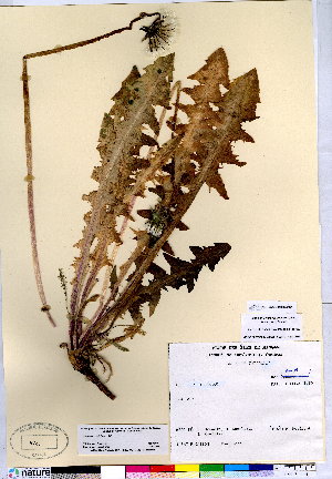  (Taraxacum latilobum - CCDB-28092-G05)  @11 [ ] CreativeCommons - Attribution (2015) Canadian Museum of Nature Canadian Museum of Nature