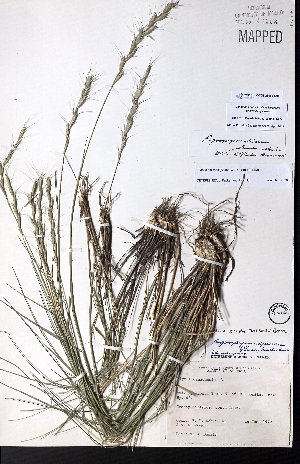  ( - CCDB-28092-G08)  @11 [ ] CreativeCommons - Attribution (2015) University of Alberta Herbarium University of Alberta Herbarium