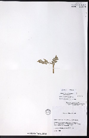  (Botrychium hesperium - CCDB-28092-G11)  @11 [ ] CreativeCommons - Attribution (2015) University of Alberta Herbarium University of Alberta Herbarium