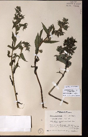  ( - CCDB-28092-G12)  @11 [ ] CreativeCommons - Attribution (2015) University of Alberta Herbarium University of Alberta Herbarium