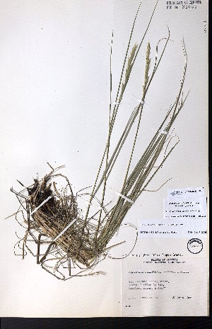  ( - CCDB-28092-H08)  @11 [ ] CreativeCommons - Attribution (2015) University of Alberta Herbarium University of Alberta Herbarium