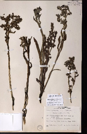  ( - CCDB-28092-H12)  @11 [ ] CreativeCommons - Attribution (2015) University of Alberta Herbarium University of Alberta Herbarium