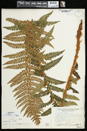  (Polystichum setigerum - CCDB-23395-A05)  @11 [ ] CreativeCommons - Attribution (2015) Agriculture and Agri-Food Canada Agriculture and Agri-Food Canada