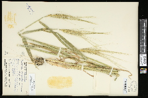  (Triticum turgidum - CCDB-23395-A10)  @11 [ ] CreativeCommons - Attribution (2015) Agriculture and Agri-Food Canada Agriculture and Agri-Food Canada