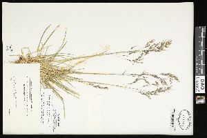 (Deschampsia alpina - CCDB-23396-B05)  @11 [ ] CreativeCommons - Attribution (2015) Agriculture and Agri-Food Canada Agriculture and Agri-Food Canada