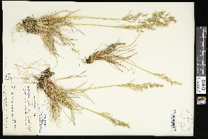  (Deschampsia alpina (caepitosa - CCDB-23396-H06)  @11 [ ] CreativeCommons - Attribution (2015) Agriculture and Agri-Food Canada Agriculture and Agri-Food Canada