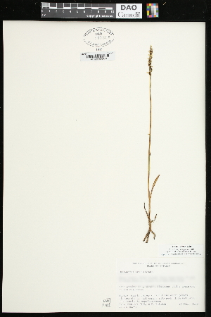 (Spiranthes ovalis - CCDB-23955-G10)  @11 [ ] CreativeCommons - Attribution (2015) Agriculture and Agri-Food Canada Agriculture and Agri-Food Canada