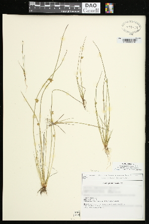  (Schoenoplectiella smithii - CCDB-23967-B12)  @11 [ ] CreativeCommons - Attribution (2015) Agriculture and Agri-Food Canada Agriculture and Agri-Food Canada