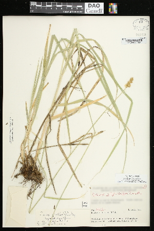  (Carex gravida - CCDB-23967-H11)  @11 [ ] CreativeCommons - Attribution (2015) Agriculture and Agri-Food Canada Agriculture and Agri-Food Canada