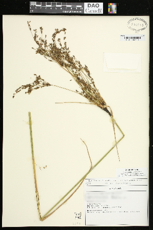  (Scirpus longii - CCDB-24795-H02)  @11 [ ] CreativeCommons - Attribution (2015) Agriculture and Agri-Food Canada Agriculture and Agri-Food Canada