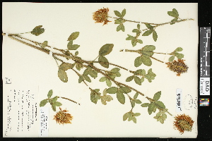  (Trifolium pannonicum - CCDB-24801-B05)  @11 [ ] CreativeCommons - Attribution (2015) Agriculture and Agri-Food Canada Agriculture and Agri-Food Canada